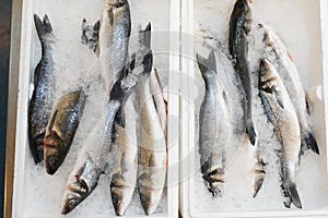 Fish sale in market. Sea bream fish on ice