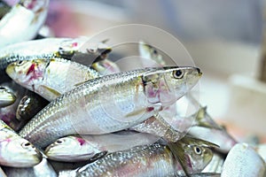 Fish for sale at Waterfront fish Market,Deira Dubai,UAE