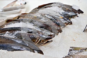 Fish salmon lying on ice on a trade counter store