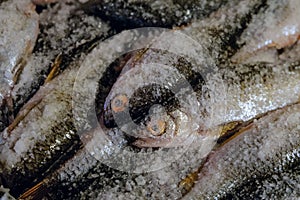 Fish in a salt close up. Salting fresh roach fish for subsequent drying