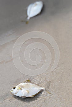 Fish on a sandy