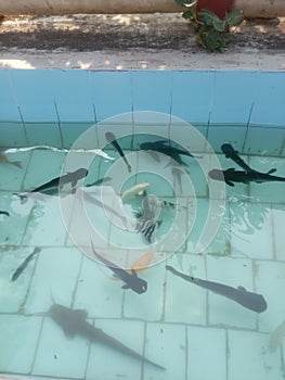 Fish at Sanjay gandhi national park