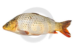 Fish sazan on white background