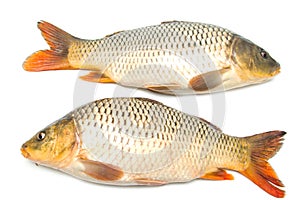 Fish sazan on white background