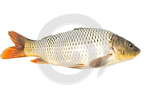 Fish sazan on white background