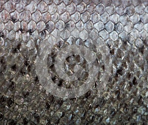 The fish scale close up. photo