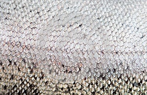 The fish scale close up. photo