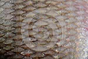 The fish scale close up. Real Ide Fish Scales Background