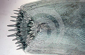 Fish scale with spinous spin