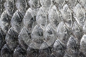 fish scale texture