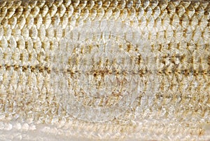 Fish scale texture