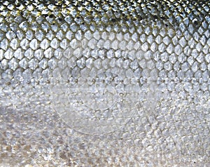 Fish scales