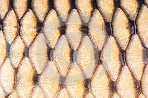 Fish scales