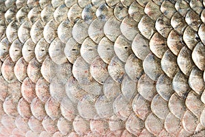 Fish scales