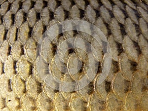 Fish scales