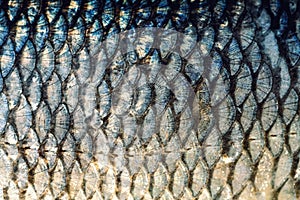 The fish scales background close up. Gold and silver colors.