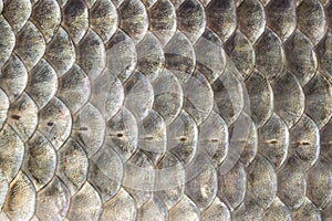 Fish scales, crucian carp background, cartilaginous fish, macro, close-up photo