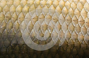 Fish Scales Macro Closeup