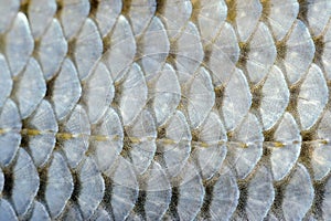 Fish Scales Macro photo