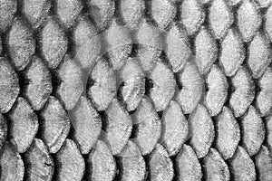 Fish scales photo