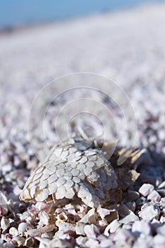 Fish scales in salton sea