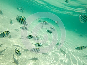 Fish school of scad fish in coral reef of Koh Tao, Thailand