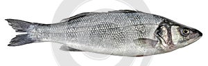 Fish sea bass isolated. Side view