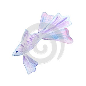 fish sea ocean element watercolor illustration isolated on white background base for textile design tableware stickers photo