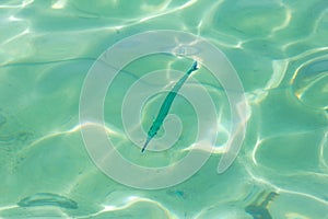 Fish in the sea at Phi Phi Islands Thailand