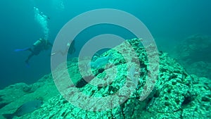 Fish, sea urchin and divers in Socorro island from Revillagigedo Archipelago