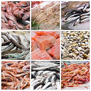 Fish and seafood collage