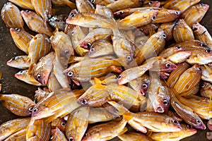 Fish and seafood at seamarket in Sri Lanka photo