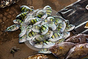 Fish and seafood at seamarket in Sri Lanka photo