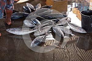 Fish and seafood at seamarket in Sri Lanka photo