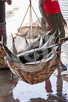 Fish and seafood at seamarket in Sri Lanka photo