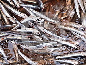 Fish at seamarket photo