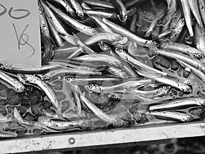 Fish at seamarket photo