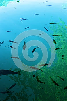 Fish and seaweed in turquoise water - background