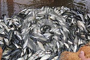 Fish seed production in govt fish seed hatchery for culture pond