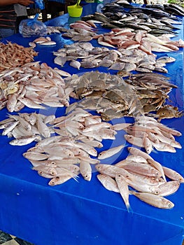 Fish For Sell at The Market For Sell in Meulaboh, Aceh