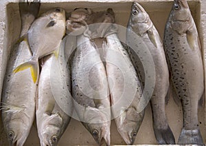 Fish for selling on market