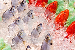 Fish selling wet market