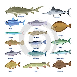 Fish set. Collection of the aquatic fauna