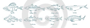 Fish set. Different types. Collection of marine animals. Hand-drawn vector contour line. Open paths. Editable stroke.
