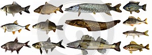 Fish set isolated. Collection fresh raw fish. freshwater fish