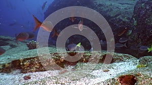 Fish shoal on a blue background of water in ocean on Galapagos.