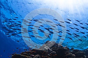 Fish shoal swimming over beautiful coral reef