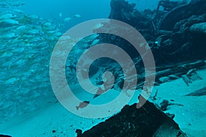 Fish Shoal at underwater wreck photo