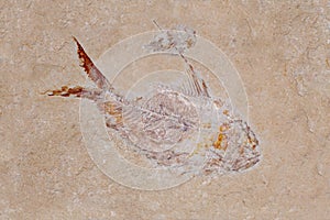 Fish & Shrimp Fossil