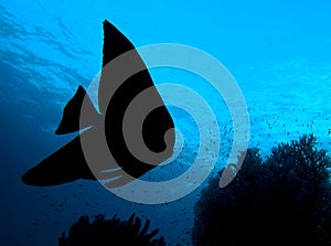 Fish silhouette - Longfin Batfish (Platax Teira)